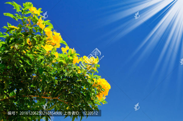 在天空背景的Bougainvillea,bush花和太陽(yáng)。