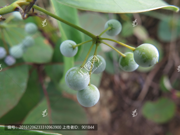 藥用植物菝葜
