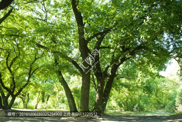 公園和陽(yáng)光下的綠樹