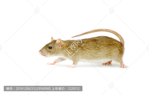 老鼠