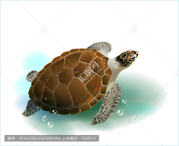 海龜在海洋中游泳