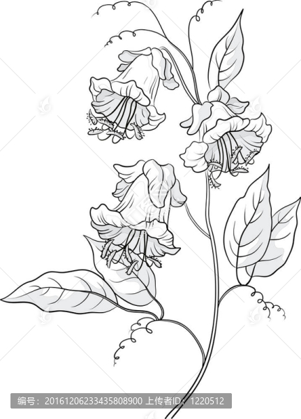 花卉；神戶；輪廓