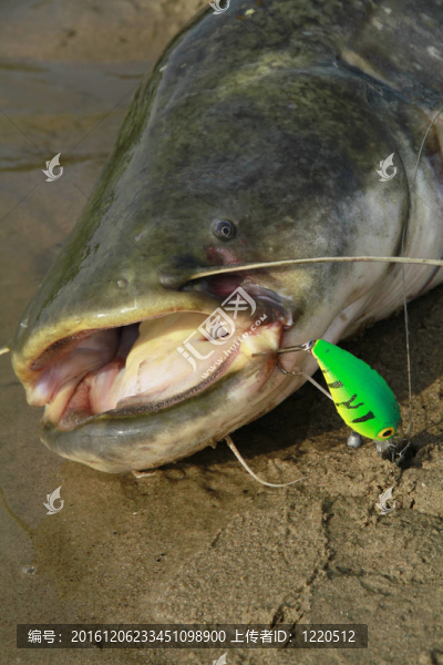 鯰魚