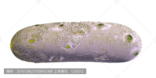白菌分離