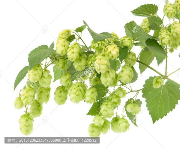 啤酒花