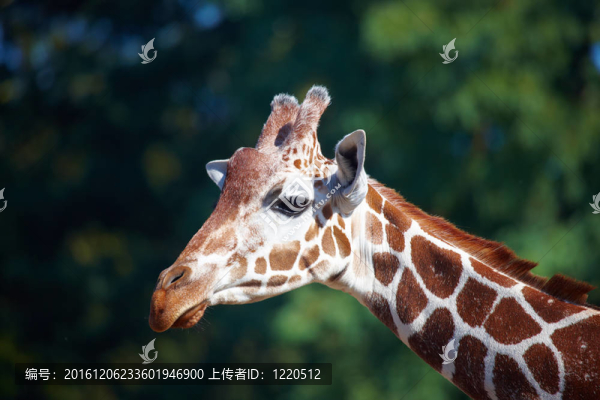 長頸鹿