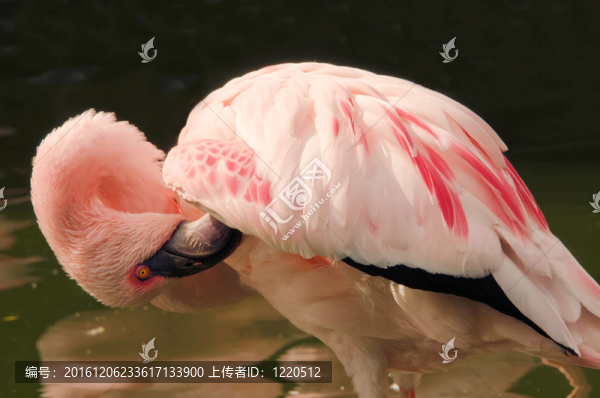 粉紅火烈鳥