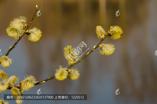 春枝