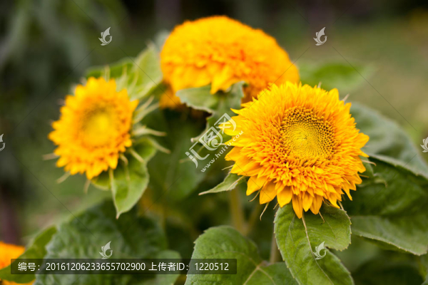 黃色的雛菊