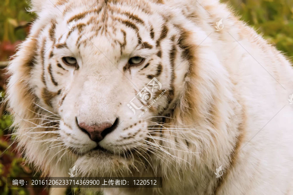 白虎