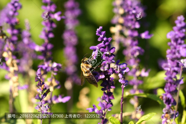 木匠蜂