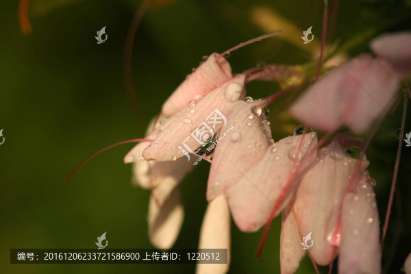 早晨的露水