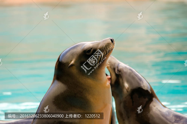 兩只海獅