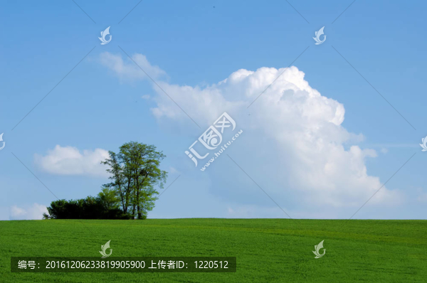 地平線上的樹(shù)