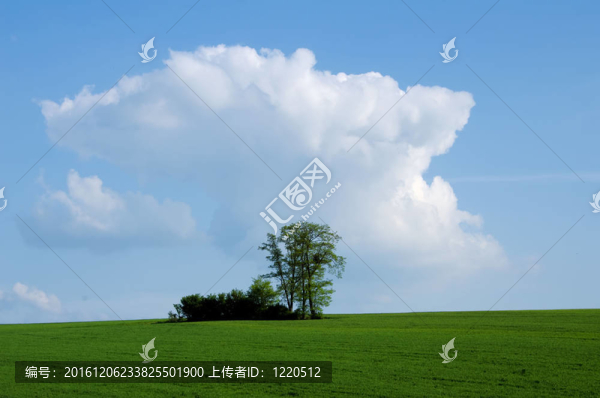 樹在地平線上