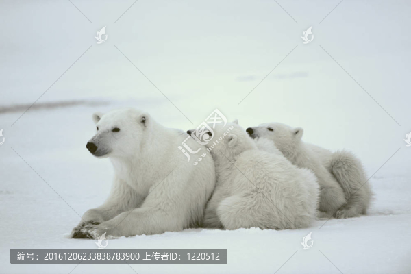 北極熊與小熊。