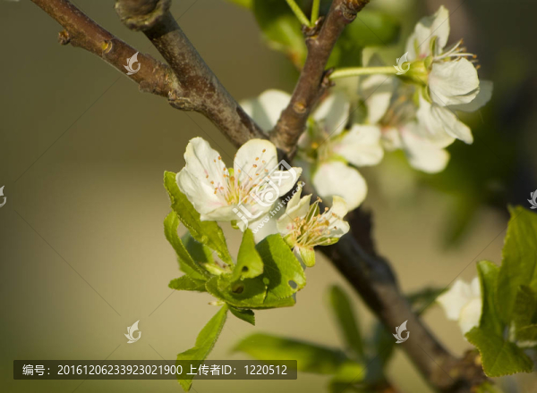 樹枝上的白花