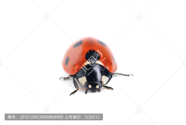 在白色背景的瓢蟲