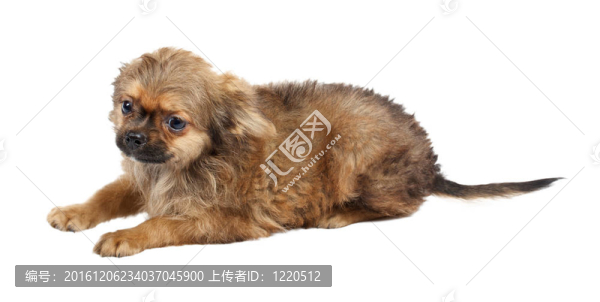 一個可愛的純種狗奇瓦瓦在白色背景前的肖像