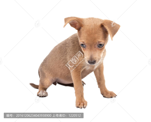 俄羅斯玩具獵犬在白色背景
