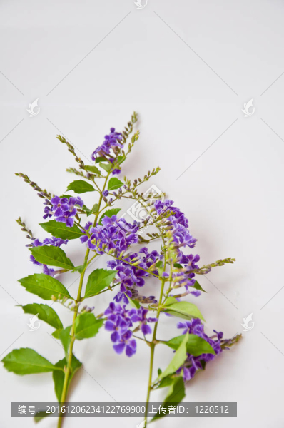 白色背景上的紫羅蘭花