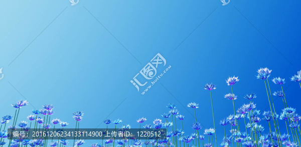 矢車菊