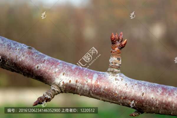 櫻桃枝上的花蕾-匯圖網(wǎng) www.fosd68.com 櫻桃枝上的花蕾