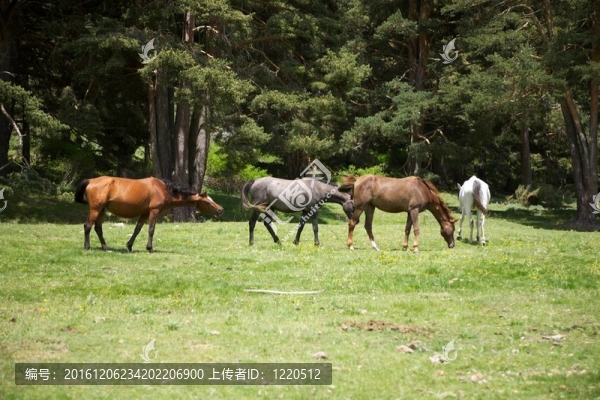 在格雷多斯自然公園馬組