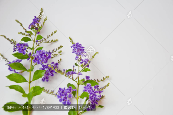 白色背景上的紫羅蘭花