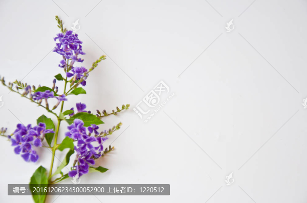 白色背景上的紫羅蘭花