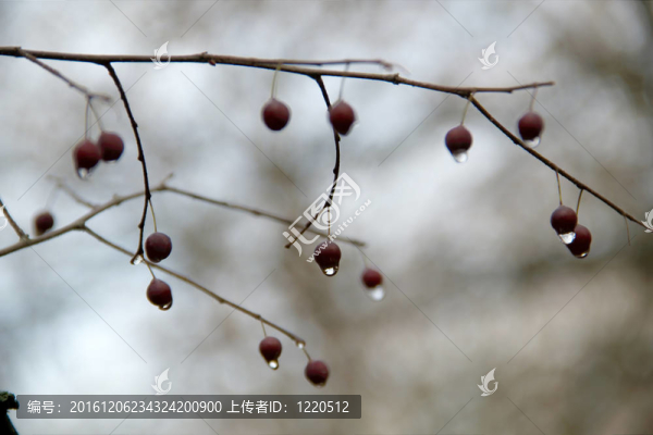 雨點(diǎn)落在果實(shí)上