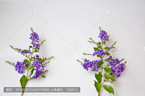 白色背景上的紫羅蘭花