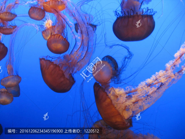 蒙特利灣水族館水母