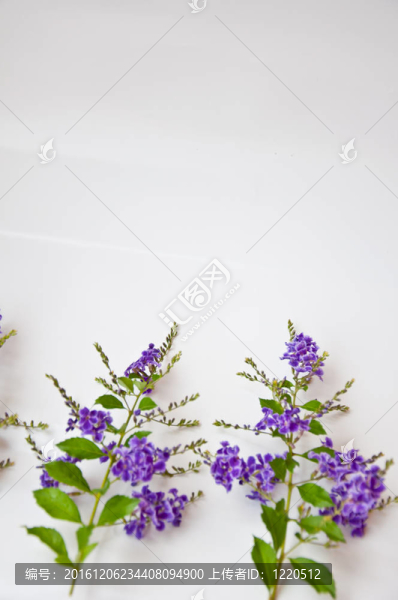 白色背景上的紫羅蘭花