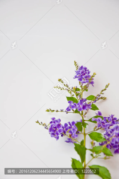 白色背景上的紫羅蘭花