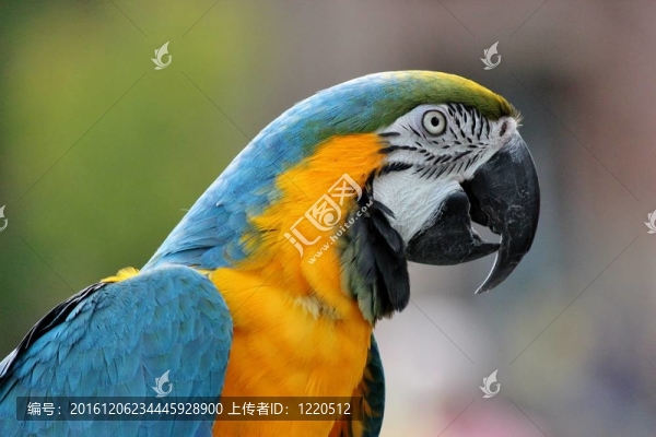 Parrot簡介