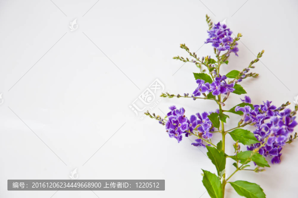 白色背景上的紫羅蘭花