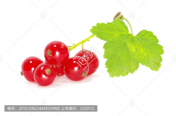 紅醋栗