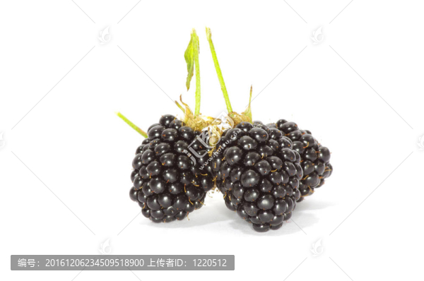 黑莓