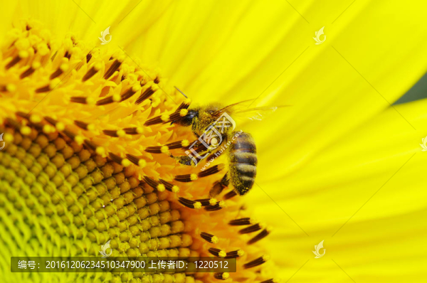 蜜蜂在花