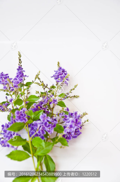 白色背景上的紫羅蘭花
