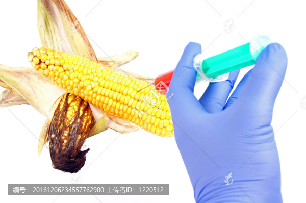 玉米芯