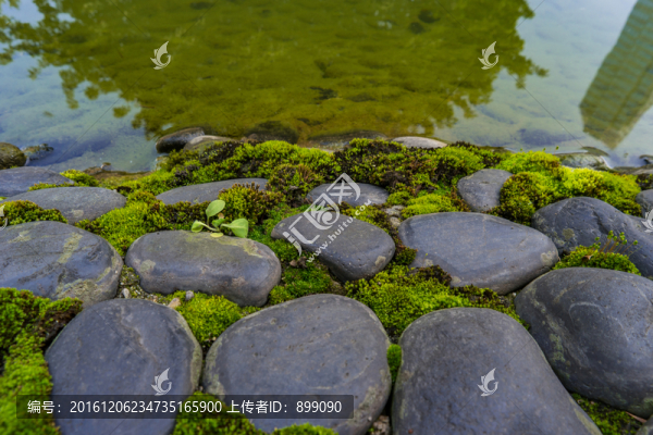 青苔
