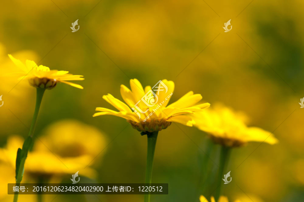 黃色的雛菊