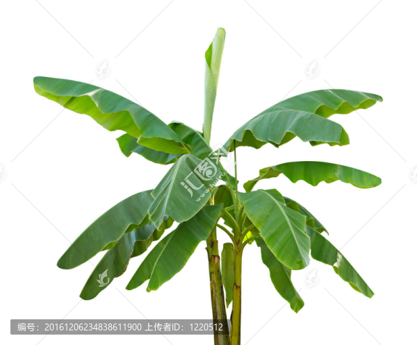 香蕉樹