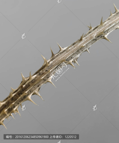 多刺的樹枝細(xì)節(jié)