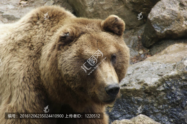 石背棕熊