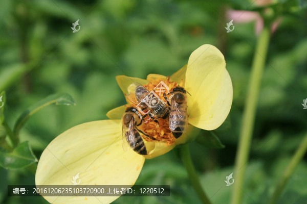 蜜蜂