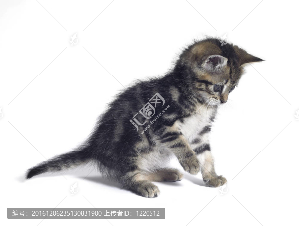 小貓咪