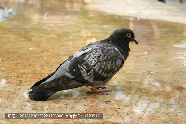 鴿子
